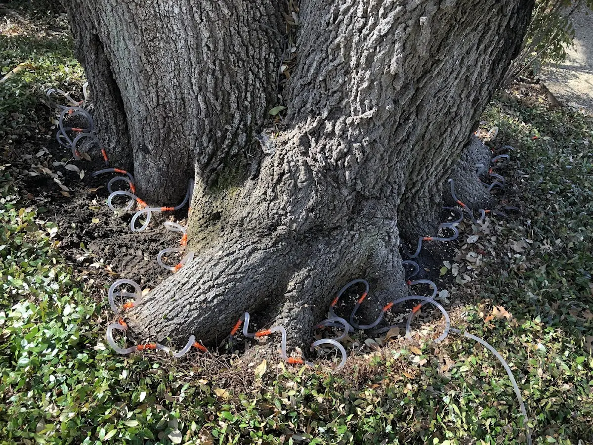 Detailed Shrub and Hedge Trimming job site in Brucetown