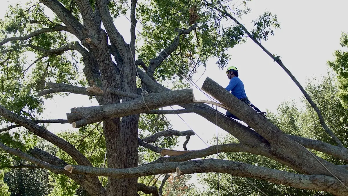 Professional Hazardous Tree Removal performed by certified arborists in Brucetown